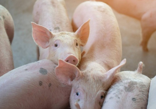 Dania: Ceny warchlaków niezmienne od połowy marca