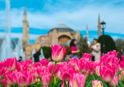 Tutaj zobaczysz teraz morze tulipanów. Wcale nie chodzi o Holandię