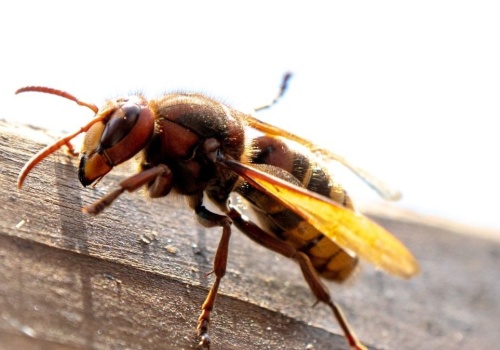 Szerszenie nienawidzą tego zapachu. Daj to na parapet, a nie wlecą do domu