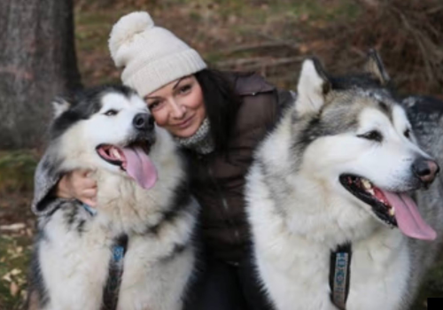 Malamut w centrum afery zoofilskiej. Wracają pytania o psa