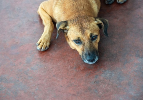 Co z psem po rozstaniu właścicieli? Brazylia przyjęła specjalne przepisy