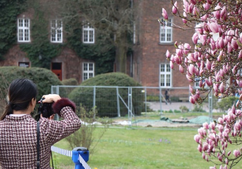 Na Wawelu znów robi się różowo. Magnolia zaczyna kwitnąć