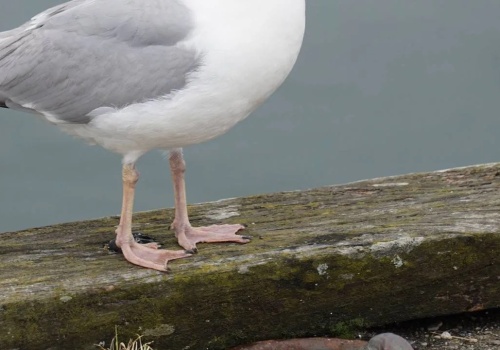 Ptaki bez tajemnic. 15 pytań, które mogą Cię zaskoczyć