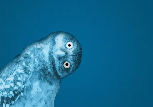 Wall Street ewakuuje się z funduszu Blue Owl. Akcje nurkują, wkroczy Departament Skarbu?