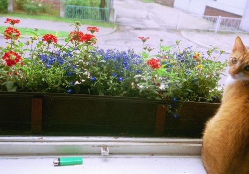 Moja babcia zawsze stawiała coś na parapecie. Dziś wiem, dlaczego pająki omijały dom