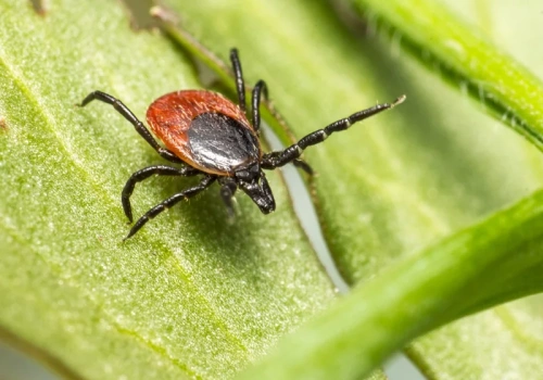 Wytniesz „podejrzane” rośliny i… kleszczy będzie więcej