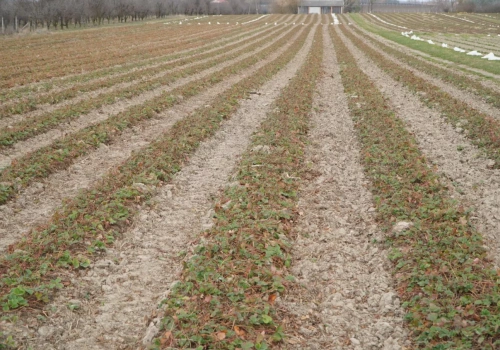 Truskawki pójdą pod pług? Kondycja plantacji jest zróżnicowana - jak można pomóc?