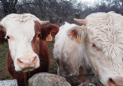 8 byków skradzione z gospodarstwa. Złodzieje przyszli nocą