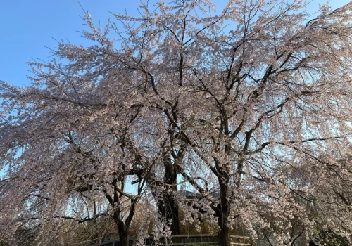 „Mała Japonia” w Polsce. Tutaj zobaczysz piękne kwitnące wiśnie