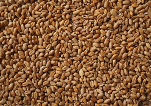 Giełda gra przeciw rolnikom. Zboże tanieje wbrew faktom