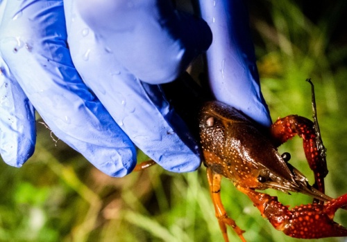 Znaleźli sposób na inwazyjnego skorupiaka. Jeszcze na nim zarobią