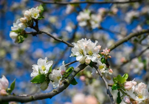Ten pas na pniu robi całą robotę. Mszyce przestają być problemem