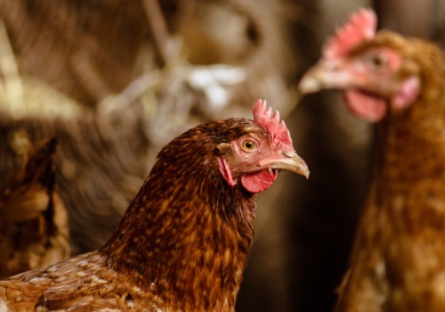 Choroby drobiu znów uderzają w krajowe stada. Straty to ponad 300 tys. ptaków