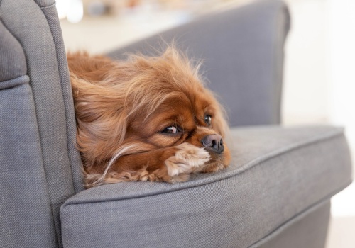 Biegunka u psa – błąd dietetyczny, stres czy inwazja pasożytów?