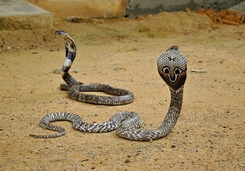 Indie. Rosnące temperatury wypchną jadowite węże z interioru ku gęsto zaludnionym wybrzeżom