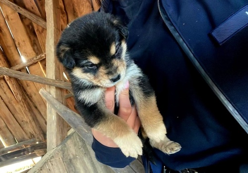 Sadysta znęcał się nam zwierzętami. To zwyrodnialec