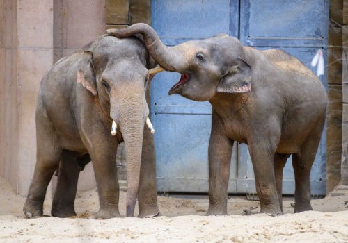 Dwa słonie opuszczają łódzkie ZOO. Co się z nimi stanie?