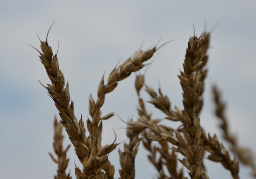 „Centrum zbożowo-energetycznego” w Egipcie. To pomysł Putina, który zakazał eksportu benzyny, saletry i siarki