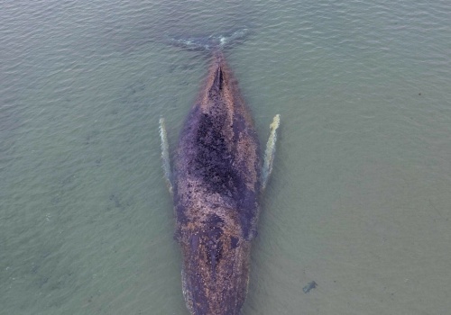 Dlaczego przestali ratować humbaka na Bałtyku? Powód jest w jego pysku