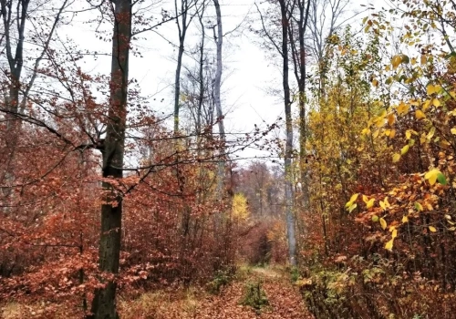 Tymczasowy zakaz wstępu do lasu