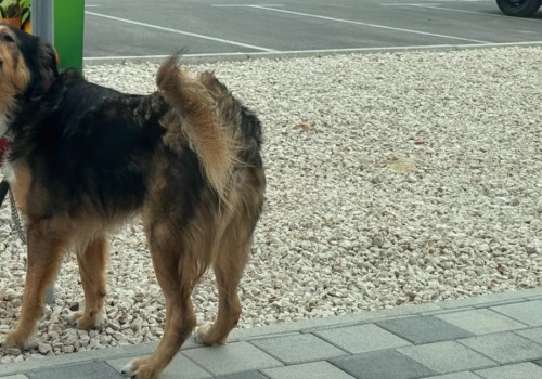 Gmina Trzebnica wyda ponad 110 tysięcy złotych na bezdomne zwierzęta. Psy trafiają pod Poznań