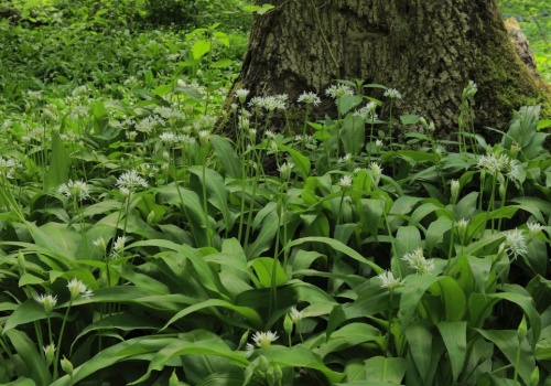 Zbiory czosnku zakończone akcją policji. Za pechową pomyłkę sporo zapłacą