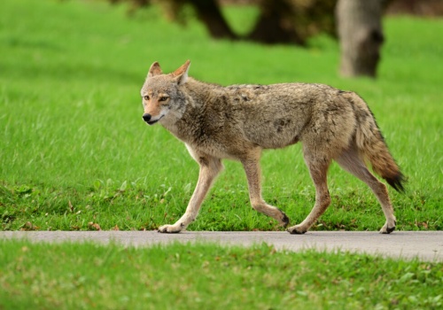 Horror w Kalifornii: Kojot próbował porwać 4-letnie dziecko