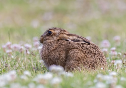 Mały zając to nie zabawka. Nie zabieraj zwierząt z lasu!