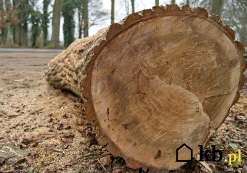 To drewno spalając się czyści komin! Kominiarze są zachwyceni skutecznością