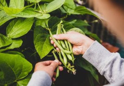 Najbardziej trująca roślina roku znów wybrana. Polacy się nią zajadają