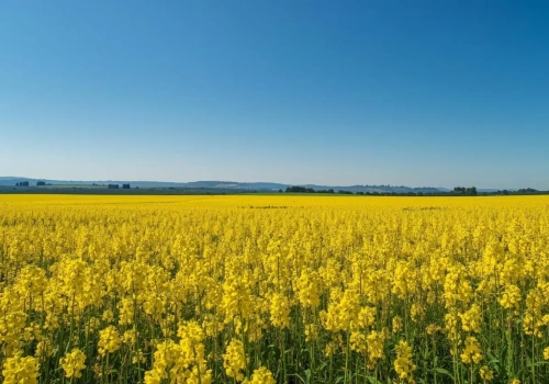 Wadliwe nasiona i straty w rzepaku. Jakie prawa ma rolnik wobec kontraktującego?