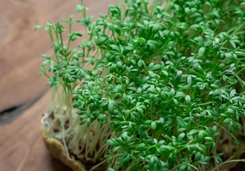 Nie tylko na Wielkanoc. Rzeżucha wspiera organizm, ale trzeba znać jej limit