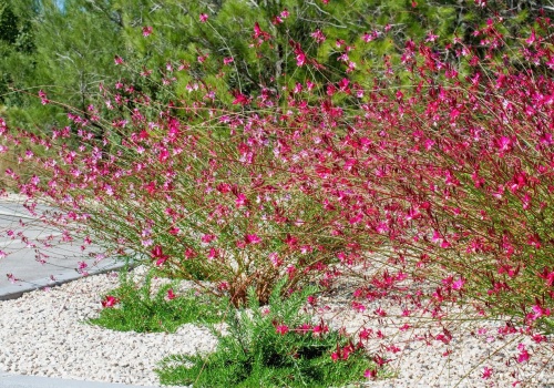 Zapomnij o różach. Mało znana roślina kwitnie miesiącami i nie wymaga prawie nic