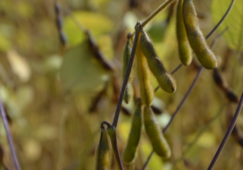 Odmiany do zadań specjalnych. Sprawdź te konwencjonalne polecane przez COBORU do uprawy w rolnictwie ekologicznym