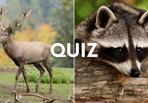 Quiz: Czy te zwierzęta żyją w Polsce? Tylko 10% osób zdobywa 13/13