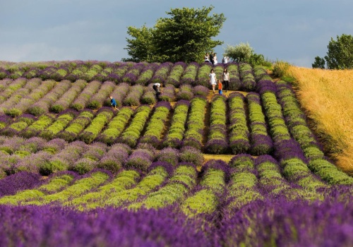 Polska Prowansja. Widoki lepsze niż we Francji. Nawet lody są tu lawendowe