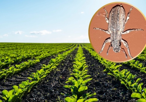 Alarm wśród rolników. Niezwykle groźny szkodnik podbija całą Polskę