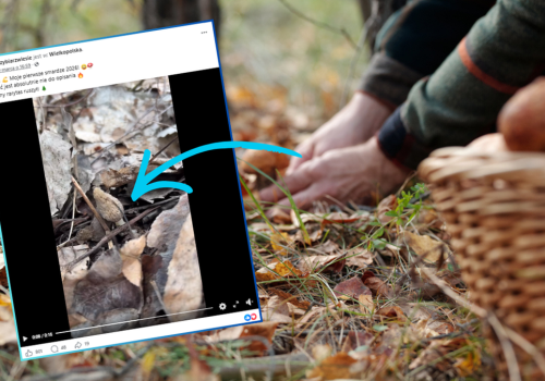 Wysyp grzybów już się zaczął. Leśny 