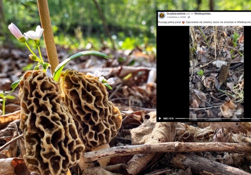 Na przełomie marca i kwietnia znaleźli w Polsce pyszne grzyby. 