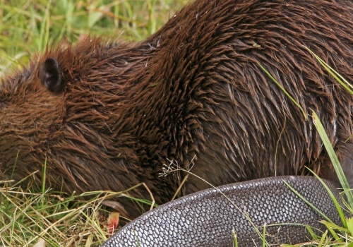 To Wielkanoc wykończyła bobra. Powodem był jego ogon