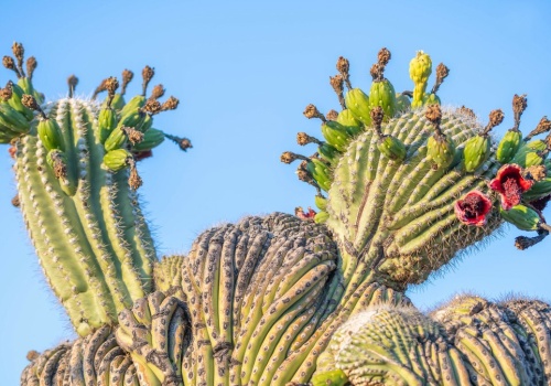 Nagle pustynia wystrzeliła wspaniałymi kolorami. Co się dzieje?