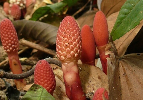 Pasożytnicza roślina zachowuje się jak grzyb. Kolonizuje lasy