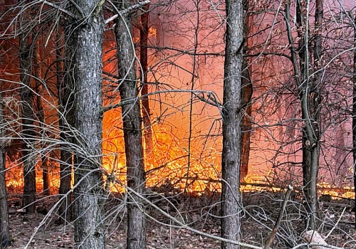 Uwaga! Duży pożar lasu w gminie Kuślin! Strażacy walczyli z ogniem i silnym wiatrem