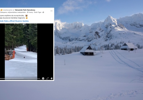 Spotkał małego niedźwiedzia w Tatrach. Wideo obejrzano 106 tys. razy