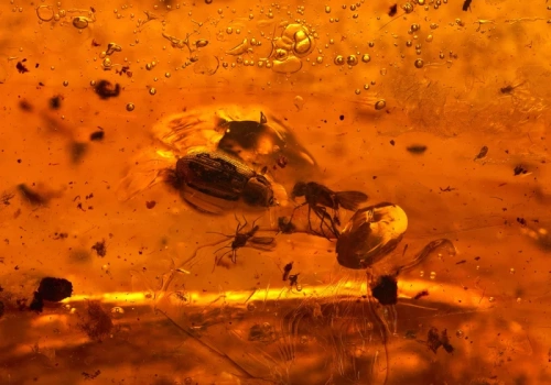 Bursztyn z Bałtyku skrywał niezwykłego stwora. To nie pająk ani komar