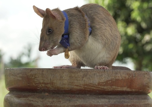 Postawili szczurowi pomnik. Zasłużył sobie na niego w wyjątkowy sposób