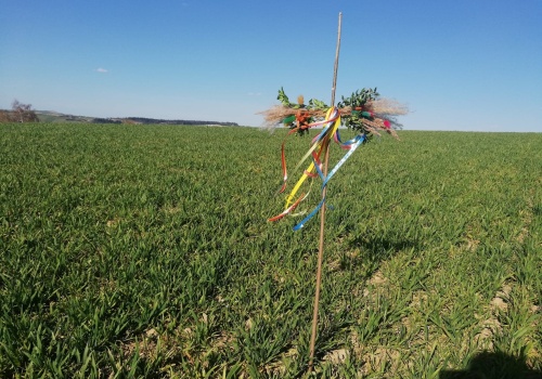 Tradycja wciąż żywa! Rolnicy święcą pola i zanoszą na nie krzyże