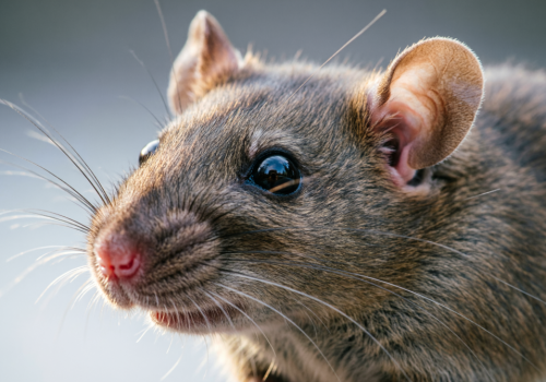 Naukowcy stworzyli „żywy komputer” z mózgu szczura i nawet działa…