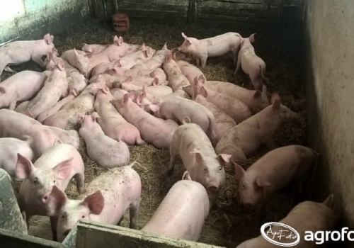 Ceny świń 2026 stoją w miejscu. Co czeka hodowców po Wielkanocy?