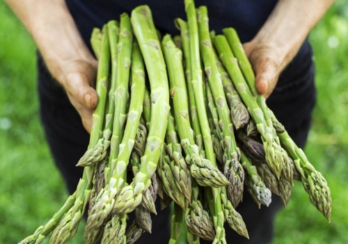 To warzywo jest toksyczne, a Polacy się nim zajadają. Właśnie zaczyna się na nie sezon